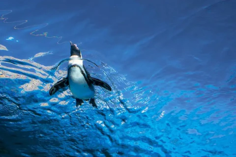 【2026年版】池袋サンシャイン水族館デート決定版！天空のペンギン・満天プラネタリウムを1日満喫コース