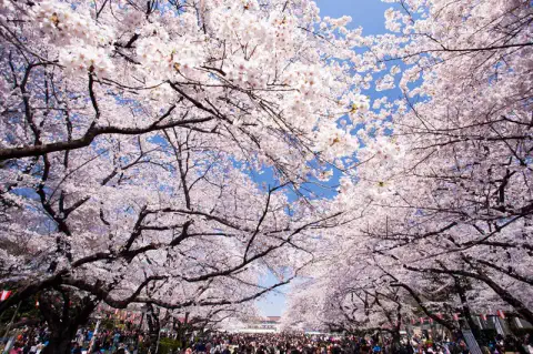 【2026年版】上野さくらまつりの人混み回避！Web予約できる「映え＆癒やし」ラブホテル8選