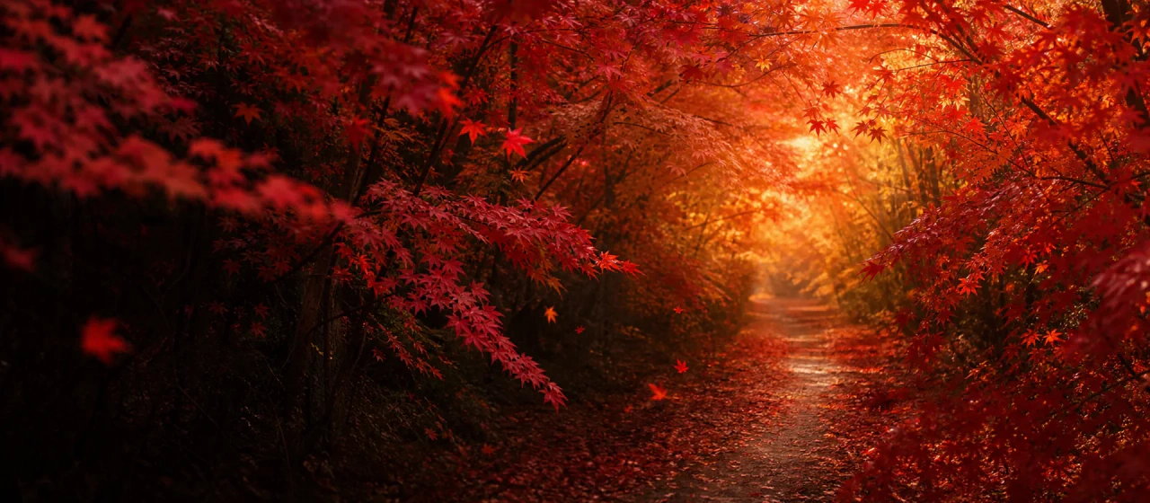紅葉に包まれた参道